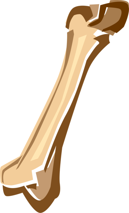 Vector Illustration of Human Femur Bone