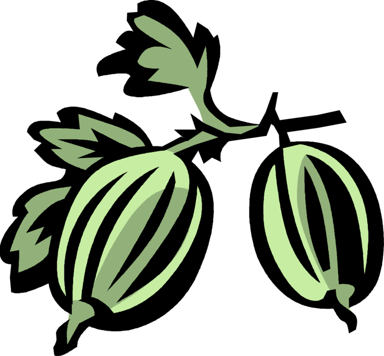 Vector Illustration of Gooseberry Edible Fruit Gooseberries on Tree Branch with Leaves