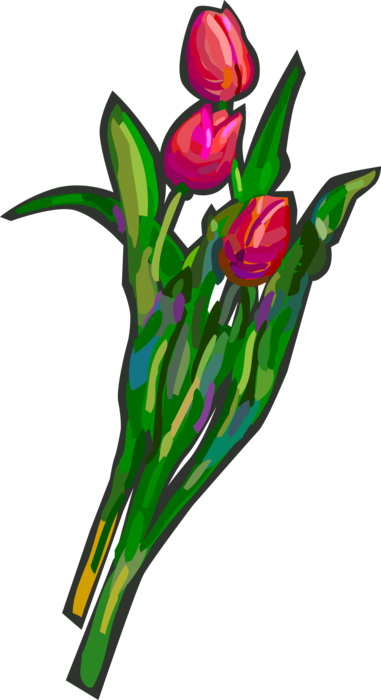 Vector Illustration of Tulip Bulbous Garden Plant Flower 