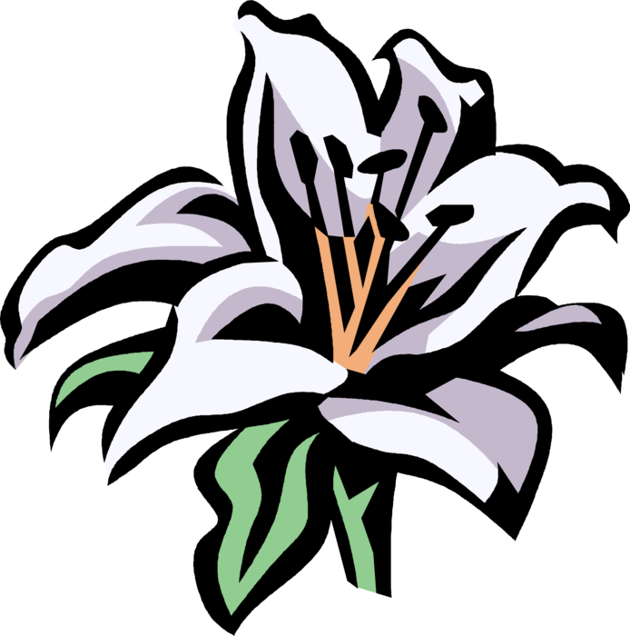 Vector Illustration of Lilium Perennial Herbaceous Herb Botanical Horticulture Plant Grown from Bulbs
