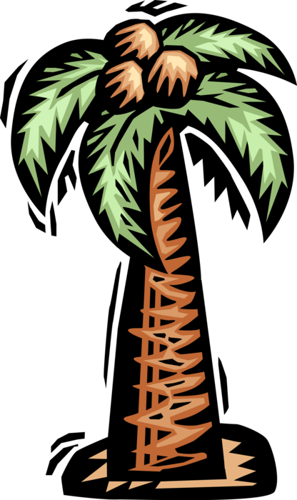 Vector Illustration of Arecaceae Palm Tree with Coconuts