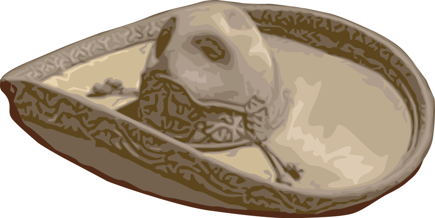 Vector Illustration of Spanish or Mexican Wide-Brimmed Sombrero Hat