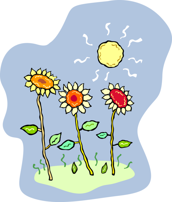 Vector Illustration of Sunflowers Growing in the Sun