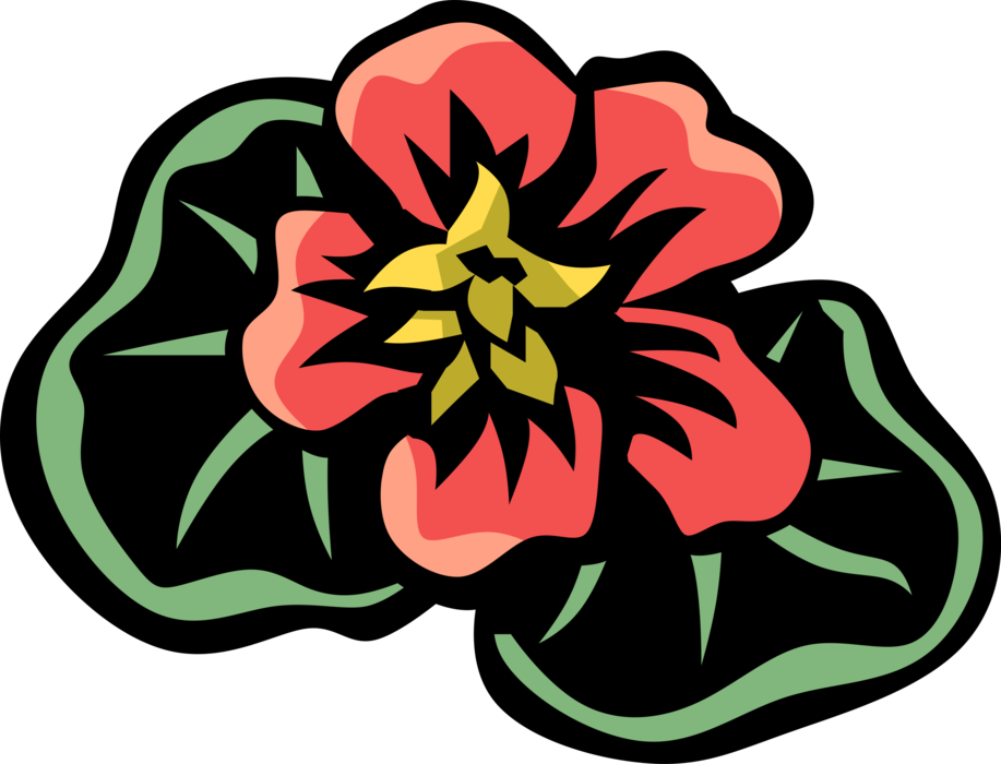 Vector Illustration of Nasturtium Cultivated for Showy Colorful Flowers