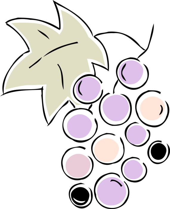 Vector Illustration of Edible Grapevine Fruit Grapes