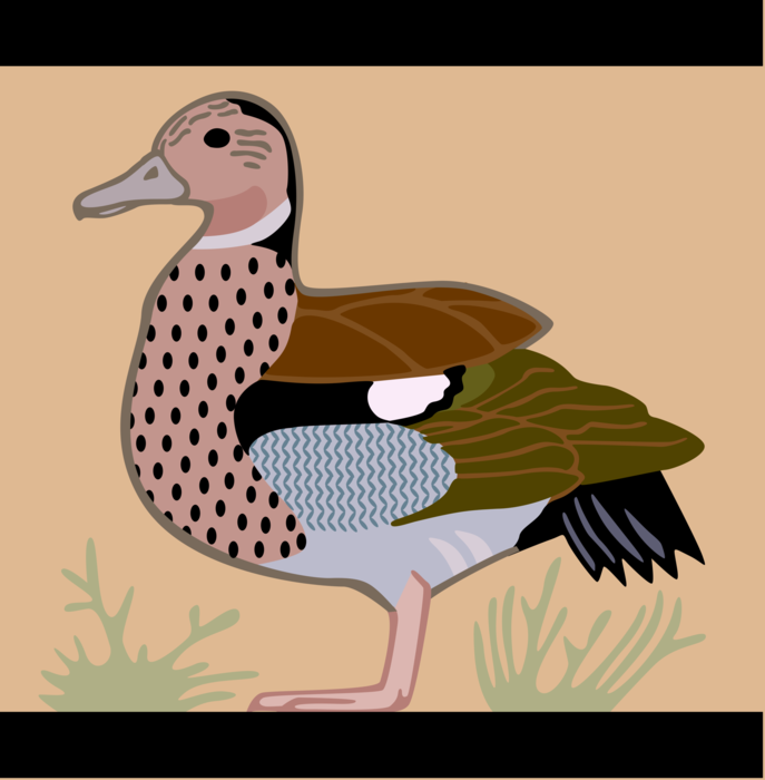 Vector Illustration of Waterfowl Duck Bird