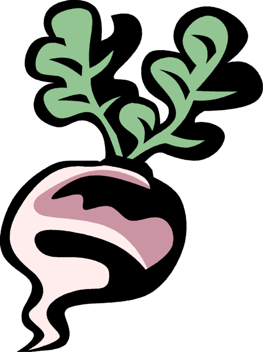 Vector Illustration of Turnip Root Vegetable