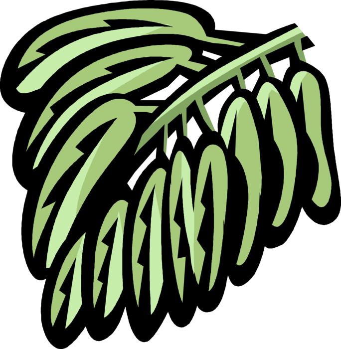 Vector Illustration of Senna Botanical Horticulture Flowering Legume Plant