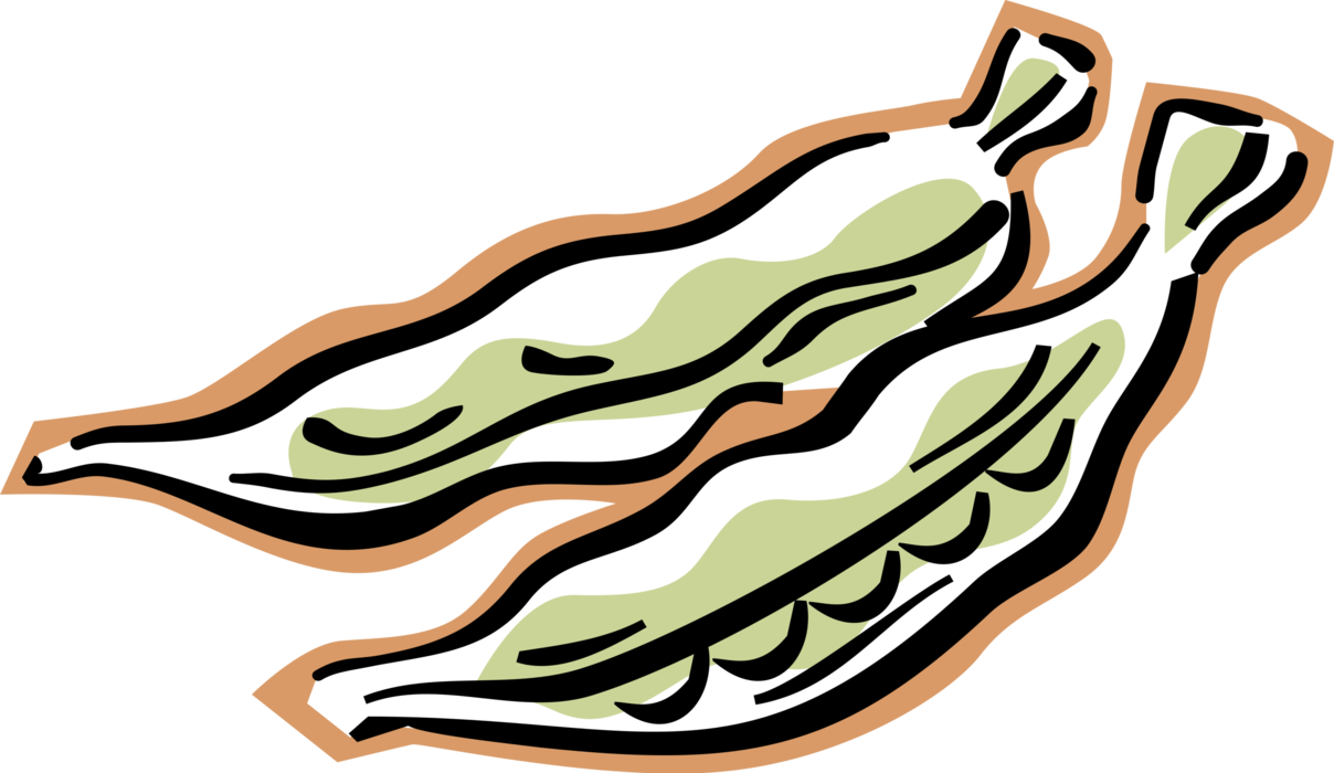 Vector Illustration of Seed-Pod Edible Vegetable Peas in Pod
