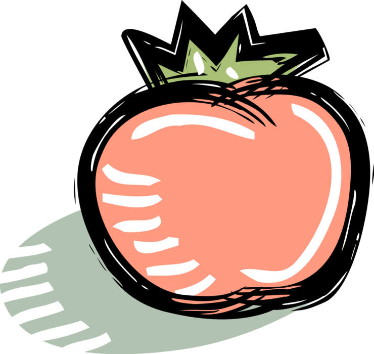 Vector Illustration of Red Tomato Edible Culinary Vegetable