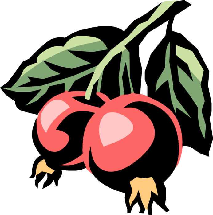Vector Illustration of Crab Apple or Crabapple Small, Sour, Wild Apple Fruit
