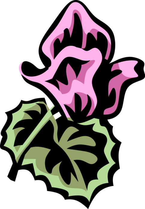 Vector Illustration of Geranium Cranesbill Perennial Botanical Flowering Plant 