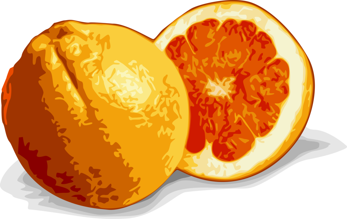 Vector Illustration of Sliced Citrus Orange Fruit