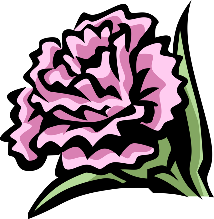 Vector Illustration of Carnation Flower Botanical Horticulture Expresses Love, Fascination, and Distinction