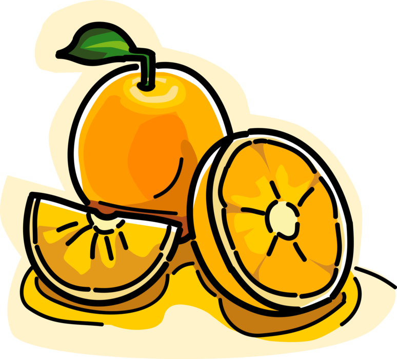 Vector Illustration of Sliced Citrus Fruit Oranges