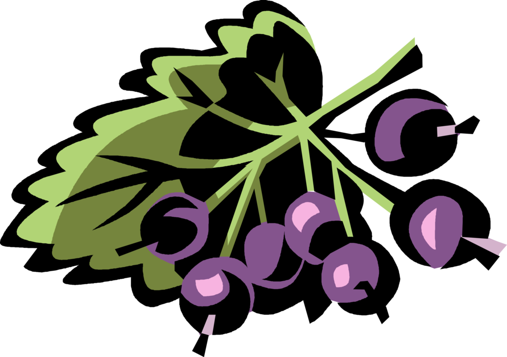 Vector Illustration of Currant Edible Small Seedless Raisin Fruit