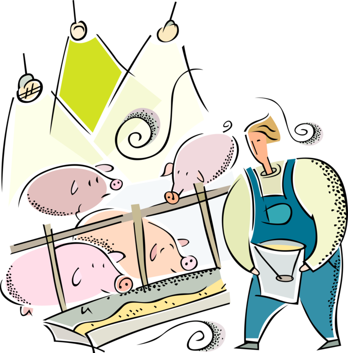 Vector Illustration of Pig Farmer Feeds Pigs in Farm Pigsty Pigpen