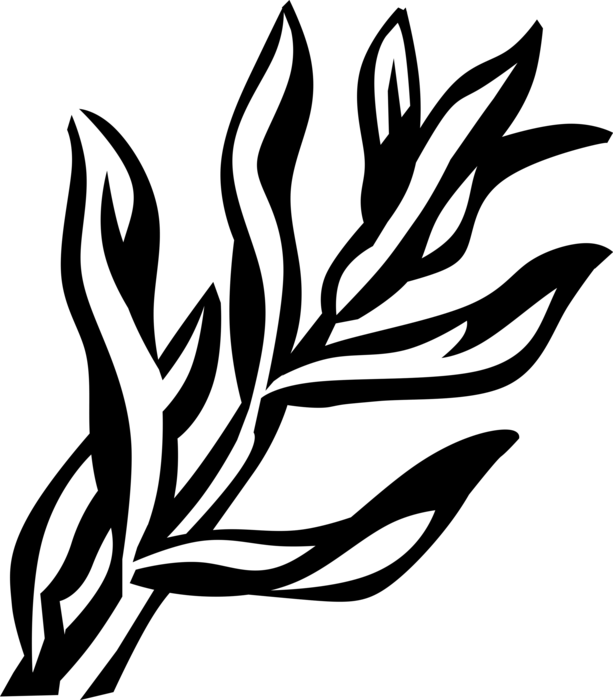 Vector Illustration of Tarragon or Estragon Perennial Herb Aromatic Leaves used for Seasoning