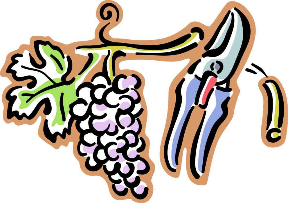 Vector Illustration of Vineyard Wine Grapes on Grape Vine with Pruning Shears