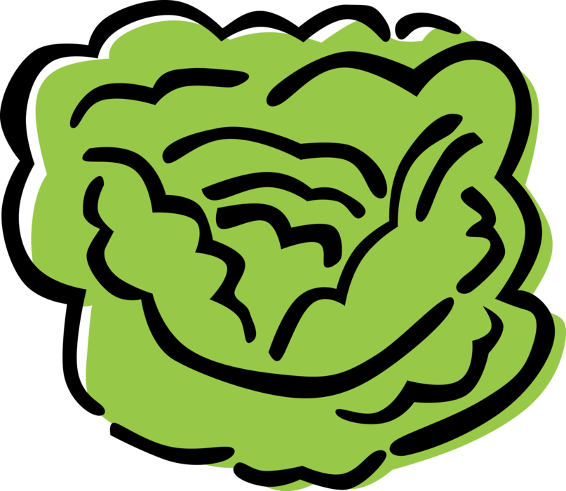 Vector Illustration of Salad Green Edible Leaf Vegetable Lettuce