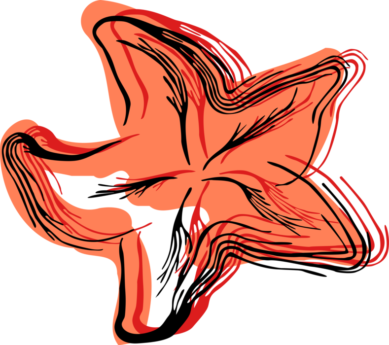 Vector Illustration of Marine Invertebrate Starfish