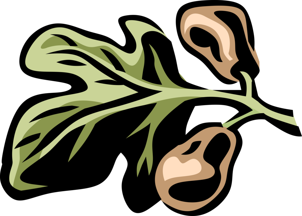 Vector Illustration of Common Fig Fruit