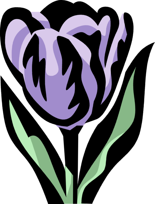 Vector Illustration of Botanical Horticulture Bulbous Plant Garden Tulip Flower