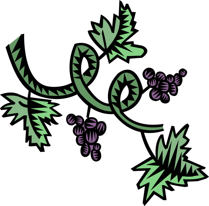 Vector Illustration of Winemaking Vinification Wine Grapes Grown on Grapevines