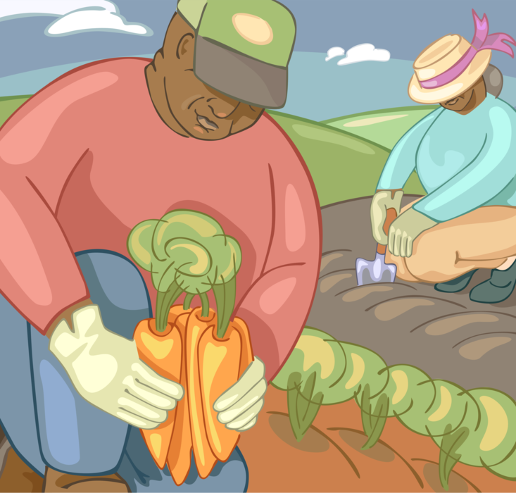 Vector Illustration of Farmers Harvest Carrot Vegetables in Farm Garden