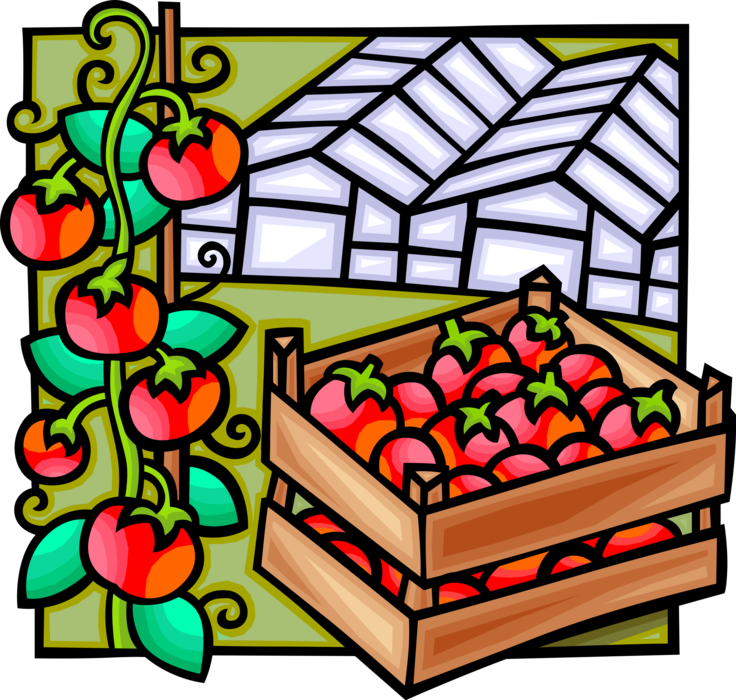 Vector Illustration of Commercial Greenhouse Vegetable Production Industry with Tomato Growing Facility
