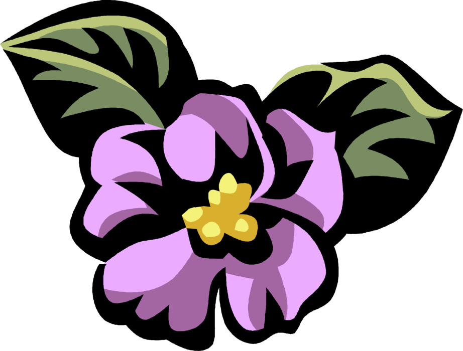 Vector Illustration of African Violet Perennial Herbaceous Herb Botanical Horticulture Flowering Plant