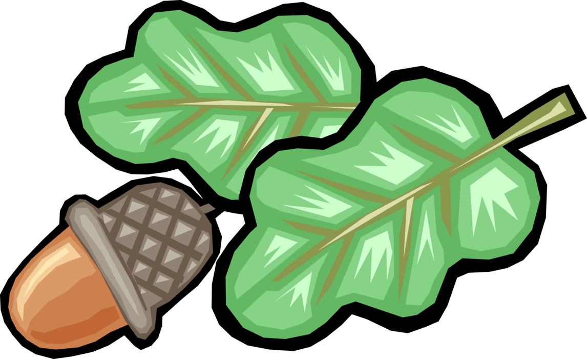 Vector Illustration of Acorn Oak Tree Leaves and Nut Seed