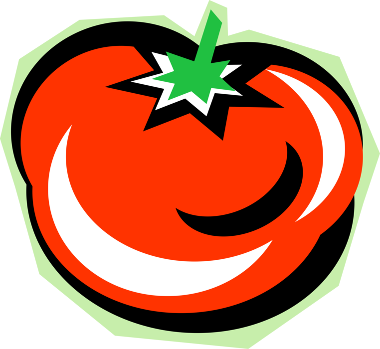Vector Illustration of Tomato Edible Culinary Vegetable