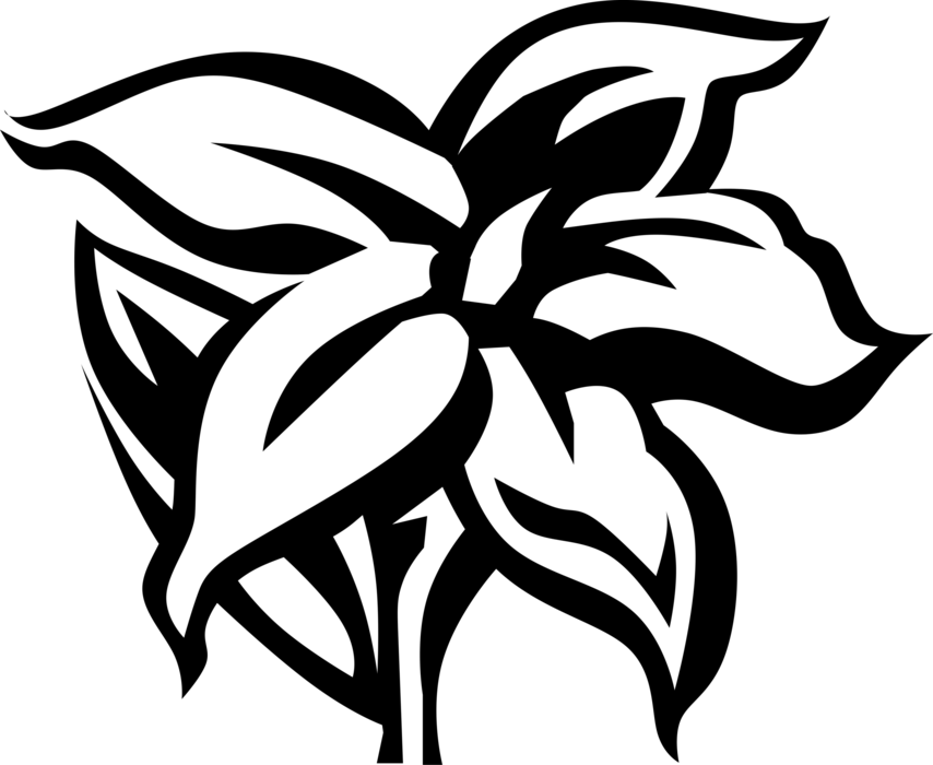 Vector Illustration of Jasmine Fragrant Botanical Horticulture Plant Flower
