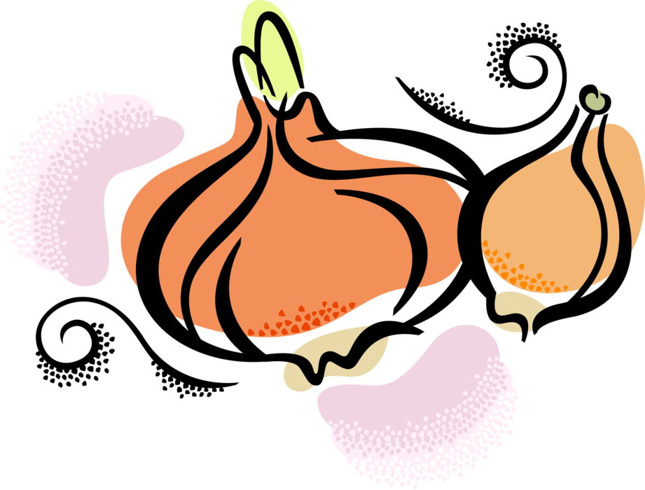 Vector Illustration of Onion Bulb Vegetables
