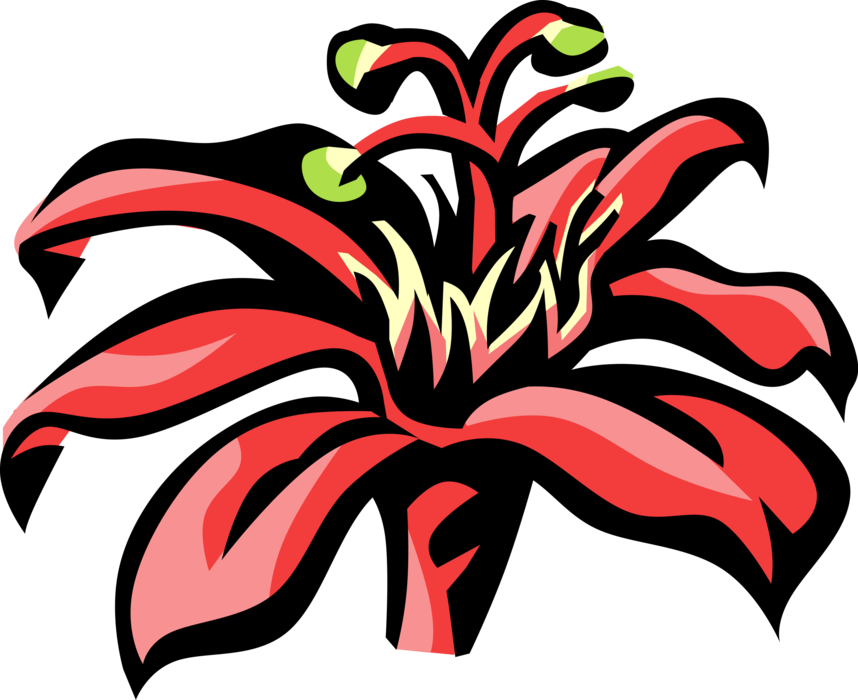 Vector Illustration of Passion Flower Passiflora Botanical Flowering Plant Passion Fruit