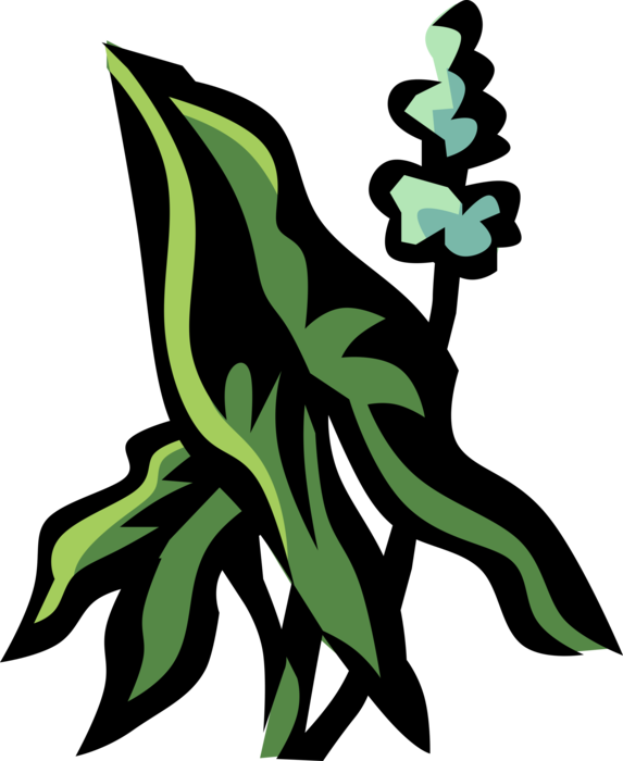 Vector Illustration of Arrowhead Botanical Horticulture Flowering Plant