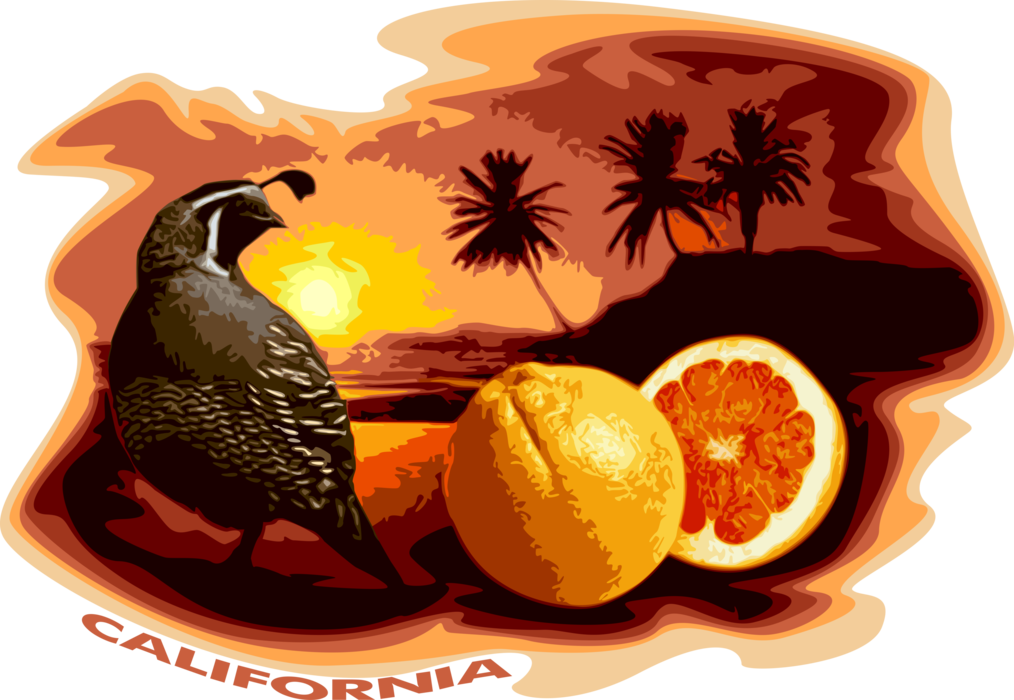 Vector Illustration of California Valley Quail State Bird and Citrus Grapefruit with Palm Trees and Seashore