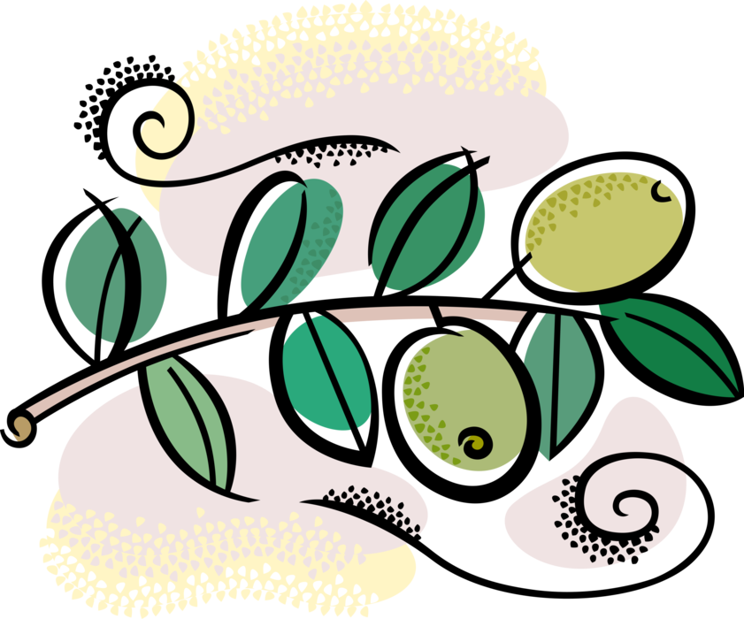 Vector Illustration of Olive Branch with Olives