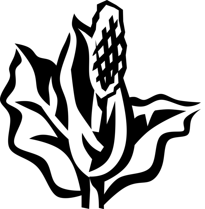 Vector Illustration of Skunk-Cabbage or Swamp Lantern Botanical Horticulture Flowering Plant
