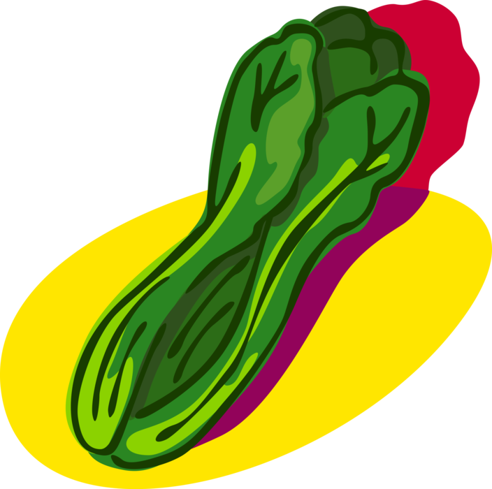 Vector Illustration of Caesar Salad Green Romaine Edible Leaf Vegetable Lettuce