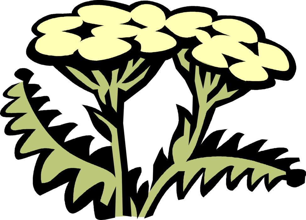 Vector Illustration of Yarrow Asteraceae Botanical Horticulture Flowering Plant