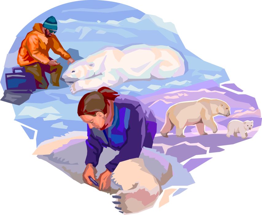 Vector Illustration of Polar Bear Scientific Research Scientists Tranquilize Polar Bears for Retrieve Blood Samples