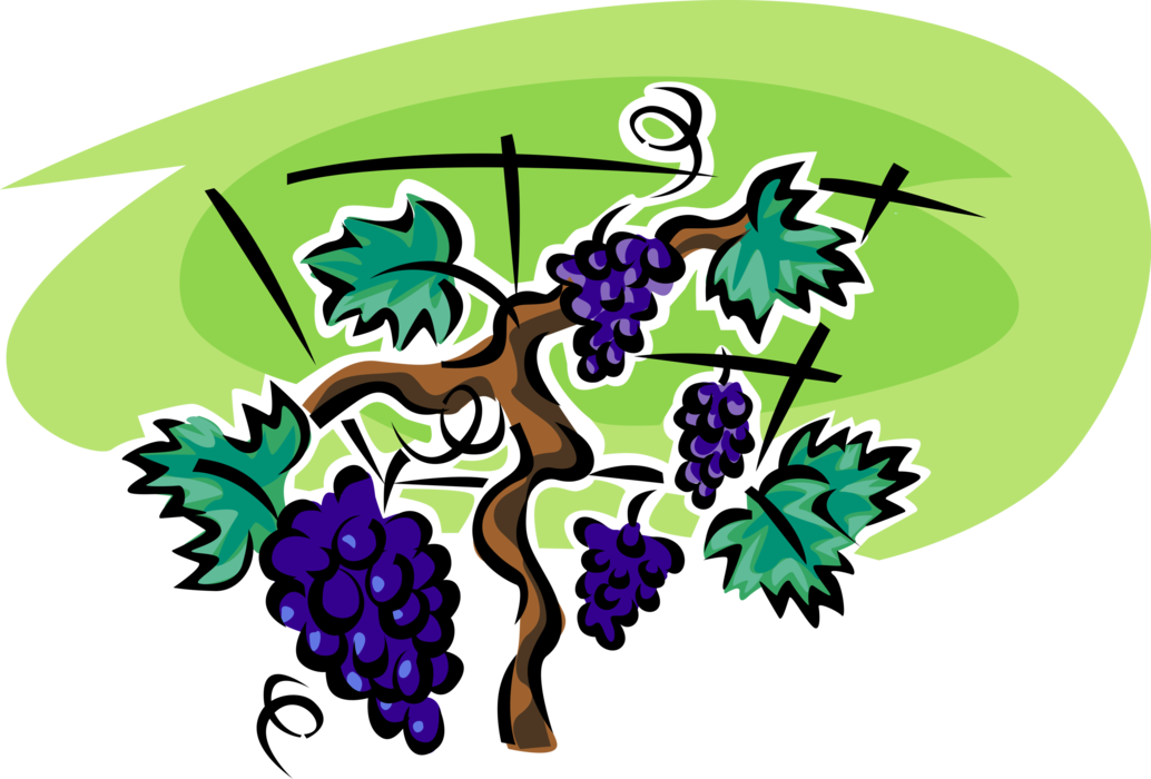 Vector Illustration of Fruit Wine Grapes on Vine in Vineyard