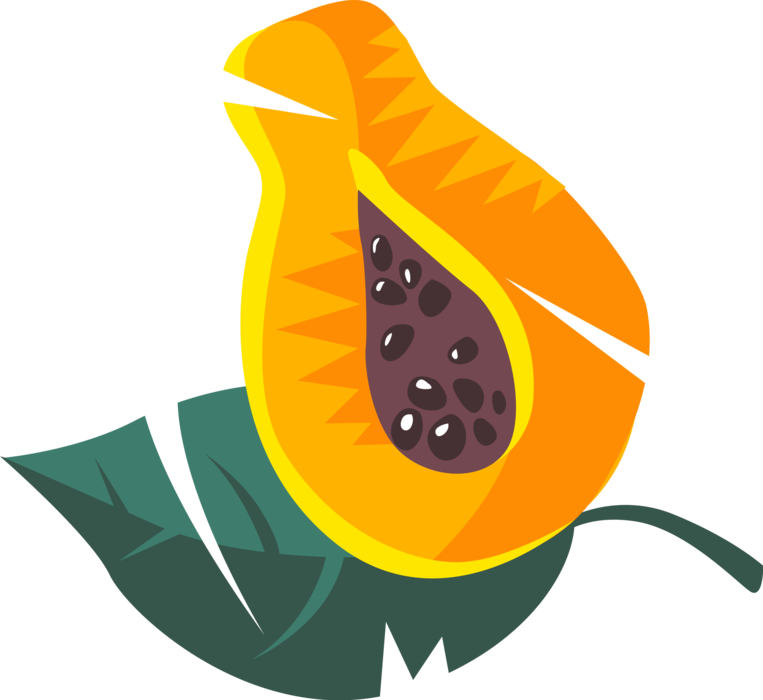 Vector Illustration of Papaya or Pawpaw Edible Fruit and Cooking Aid Also used in Traditional Medicine