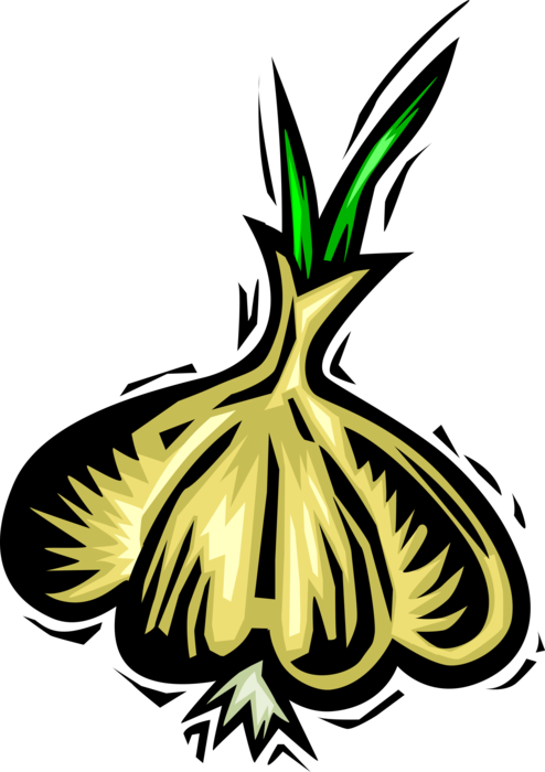 Vector Illustration of Edible Pungent Culinary Bulb Plant Garlic Bulb