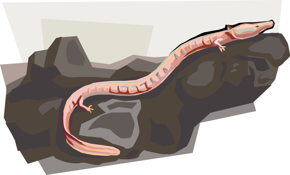 Vector Illustration of Olm or Proteus Anguinus Aquatic Salamander