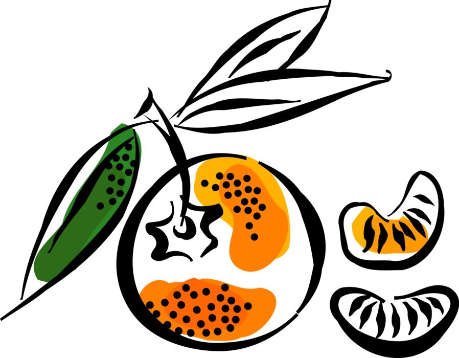 Vector Illustration of Sweet Orange Edible Citrus Fruit