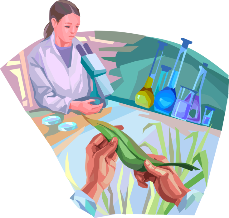 Vector Illustration of Plant Biology with Genetic Engineering with Genetically Modified Agricultural Food Crops