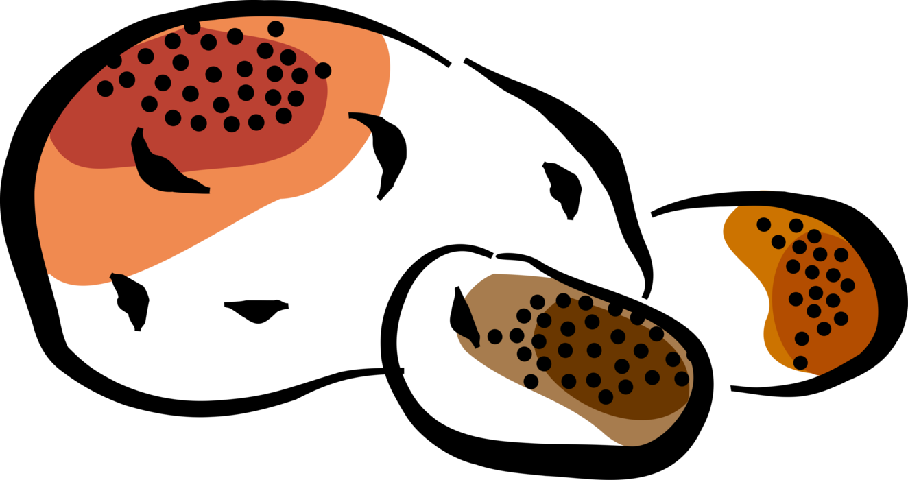 Vector Illustration of Cultivated Starchy Edible Tuber Potatoes